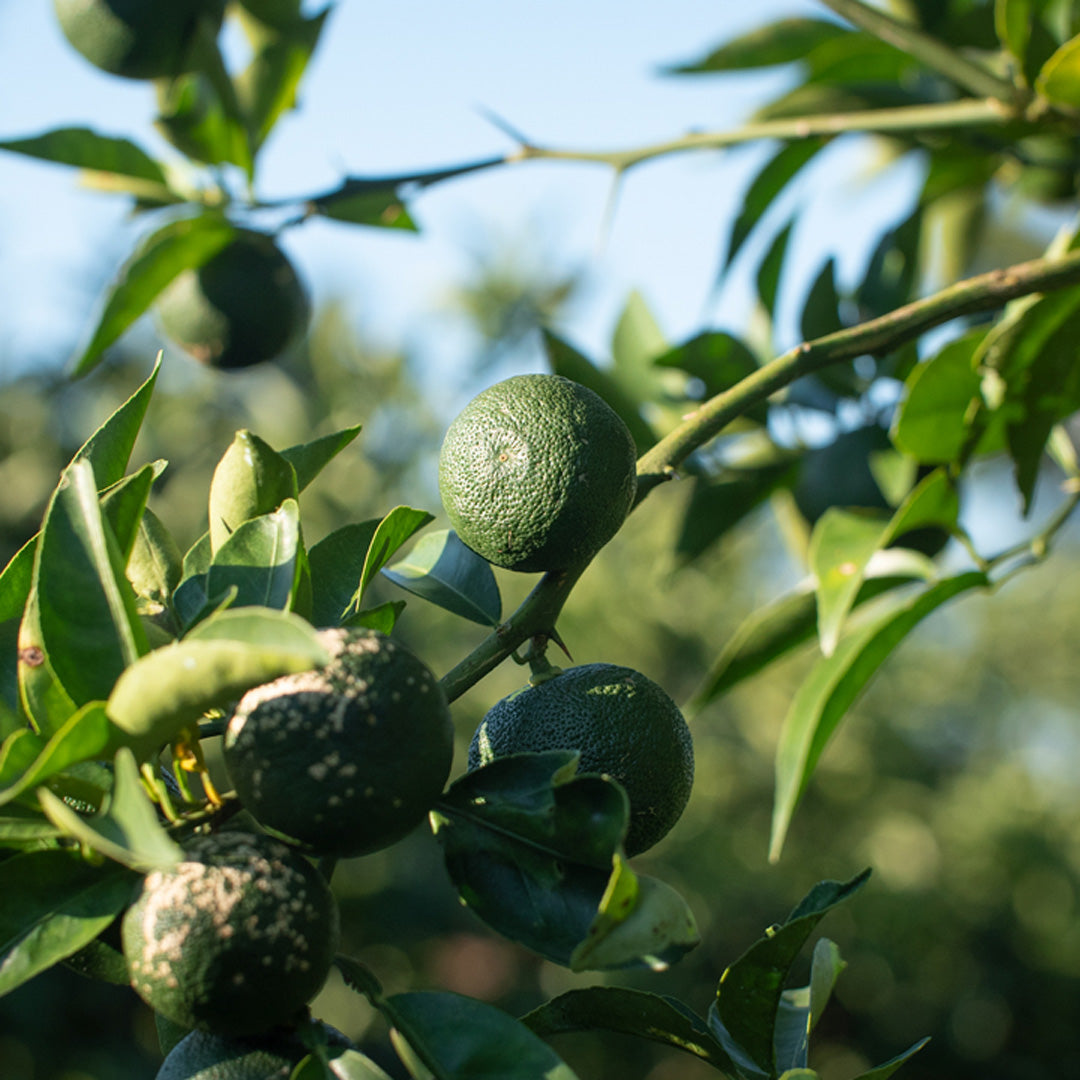 [Limited Time Only] Organic Field-Grown Sudachi *Shipping begins sequentially from September 9