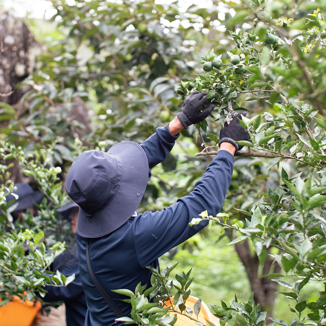[Limited Time Only] Organic Field-Grown Sudachi *Shipping begins sequentially from September 9